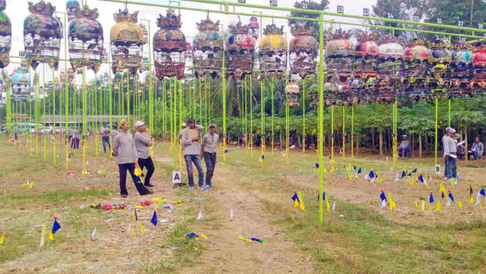 Ratusan Kung Mania dari Berbagai Daerah Ikuti Konkurs Seni Suara Alam Perkutut di Ciamis