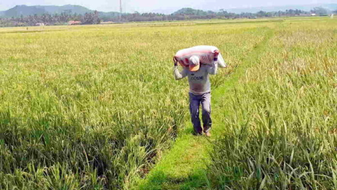 BPKPD Kota Banjar Tanggapi Petani yang Enggan Bayar Pajak Gegara Irigasi Sawah Rusak