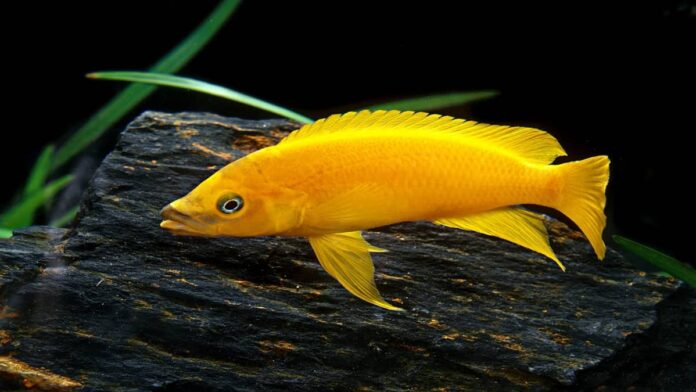 Budidaya Ikan Lemon, Peluang Usaha dengan Keuntungan Tinggi