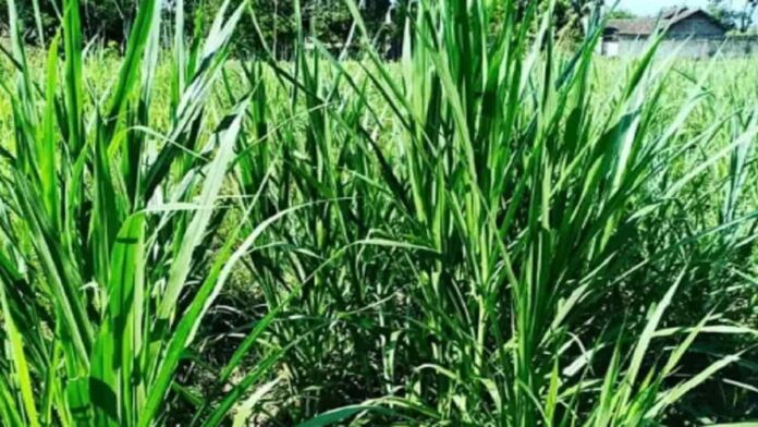 Budidaya Rumput Pakchong Membuka Peluang Raih Cuan