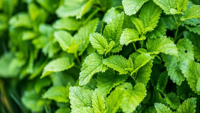 Cara Budidaya Daun Mint dalam Pot, Peluang Usaha Potensial