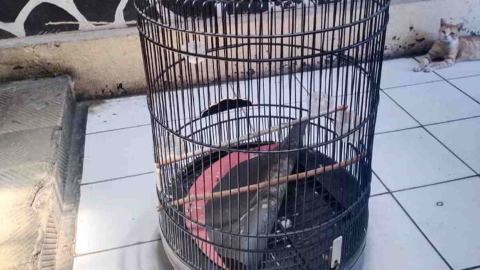 Gegara Curi Burung Murai, Seorang Pria Pengangguran di Garut Dibekuk Polisi