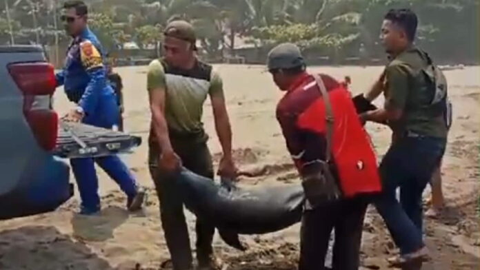 Lumba-lumba hidung botol mati terdampar di Pantai Pangandaran