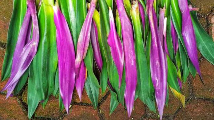 Mengenal Struktur Daun Rhoeo Discolor yang Kaya Manfaat