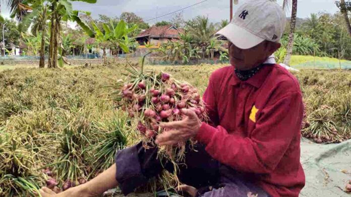 Panen Bawang Merah