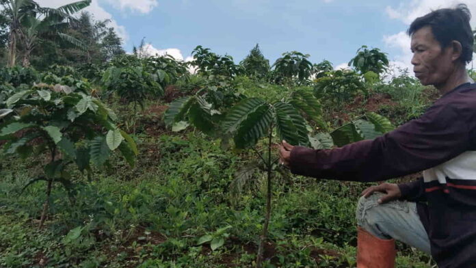 Petani Kopi Pangandaran