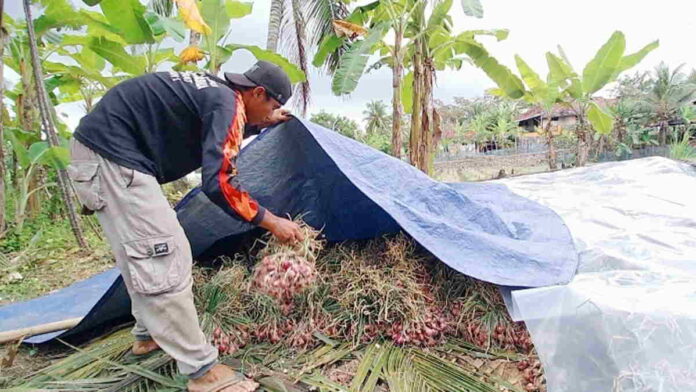 Produksi Bawang Merah di Kota Banjar Capai 15 Ton