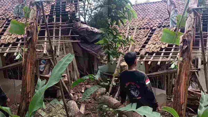 Tertimpa Pohon Alpukat