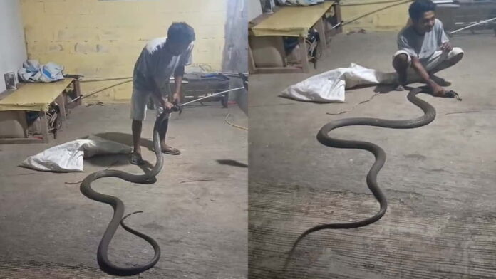 Ular Kobra berukuran besar ditangkap warga Ciamis