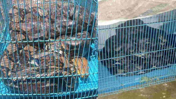 Warga Lumbung Ciamis Tangkap Dua Ular Piton 5 Meter Pemangsa Ayam
