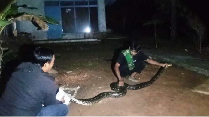 Ular Piton Besar