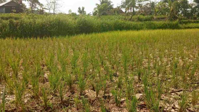 Petani selasari gagal panen