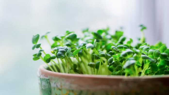 Cara Budidaya Microgreen, Peluang Usaha, dan Teknik Pemasaran