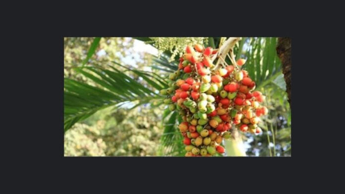 Cara Menanam Pinang Agar Cepat Menghasilkan Buah Maksimal