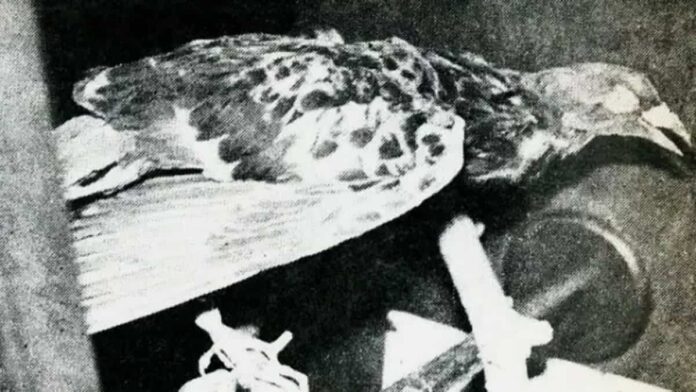 Kisah Letnan Merpati Anumerta yang Membuat Belanda Kewalahan
