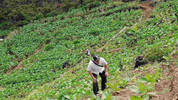 Melihat Keindahan Bukit Baros dan Tanaman Tembakau di Panjalu Ciamis