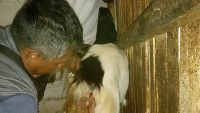 Penanganan Penyakit Pink Eye pada Hewan Ternak di Ciamis