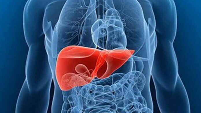 Sistem Ekskresi Hati, Fungsi Pentingnya Pada Metabolisme