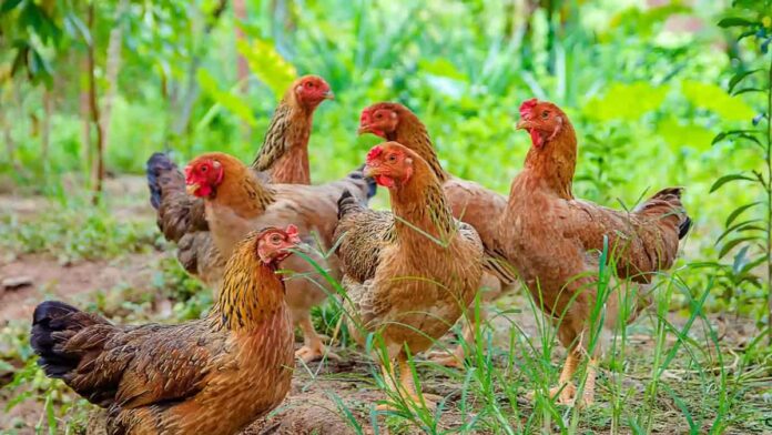 Strategi Pemasaran Ayam Kampung untuk Meraih Harga Terbaik