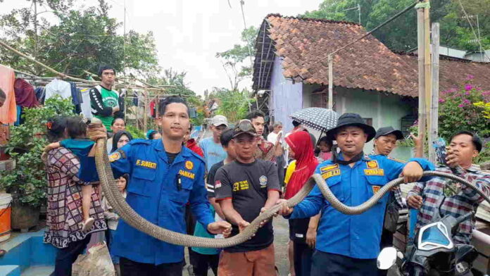 Terkena Bisa King Kobra, Dua Pemuda di Kota Banjar Dilarikan ke Rumah Sakit