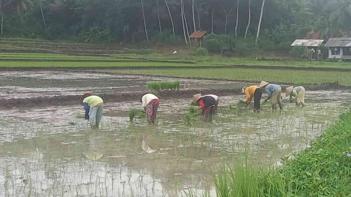 Tradisi berburu padi turiang di Pangandaran