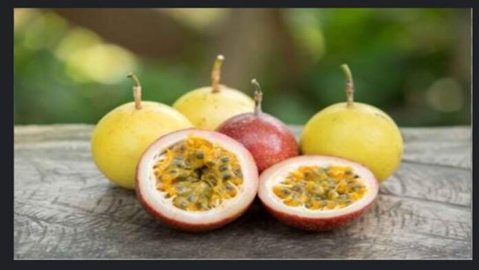 Tips Sukses Budidaya Buah Markisa, Pastinya Beri Untung Besar