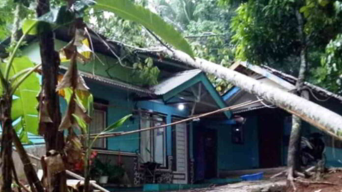 Sejumlah Pohon Tumbang