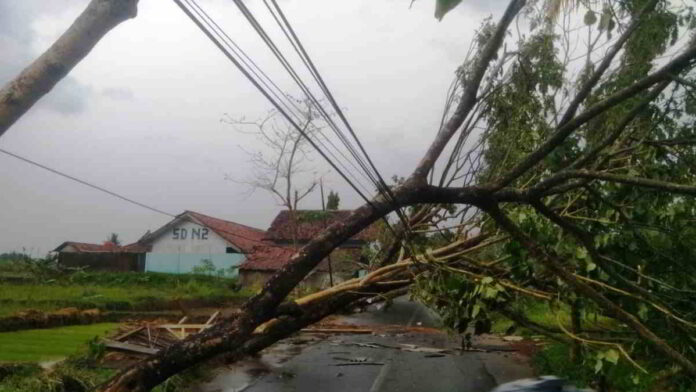 Belasan Pohon Tumbang di Ciamis