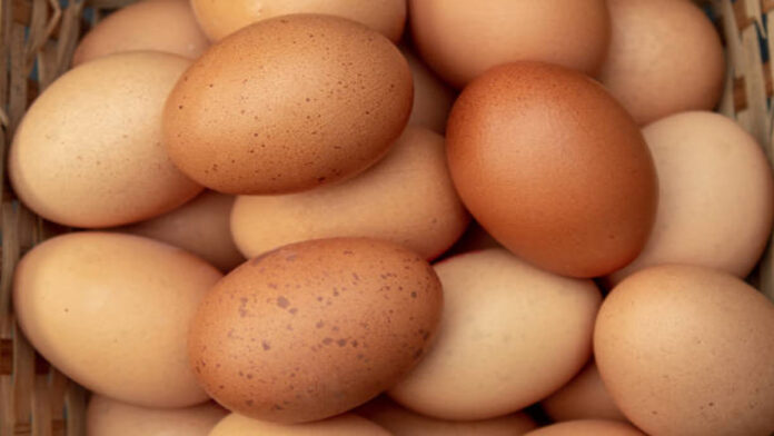 Peluang Usaha Agen Telur Ayam, Inilah Tips Sukses Menjalankan