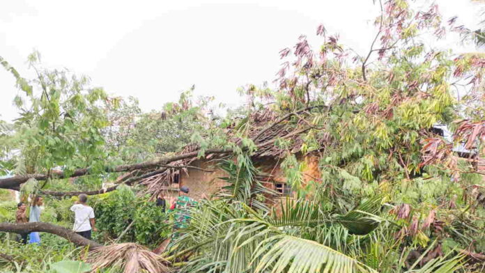 Pohon Besar Timpa Rumah Warga di Garut sampai Hancur