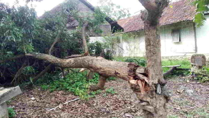 Pohon Lengkeng Besar Tiba-tiba Tumbang dan Timpa Rumah Warga Banjarsari Ciamis