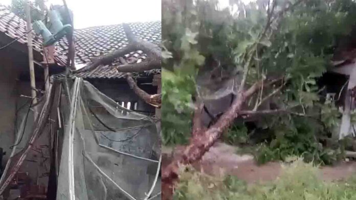 Pohon Petai Besar Tumbang