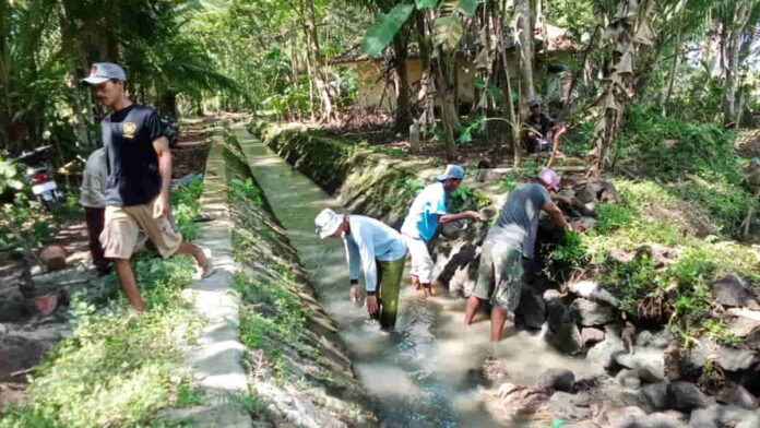 Saluran irigasi rusak, ratusan hektar sawah di Pamarican Ciamis gagal panen