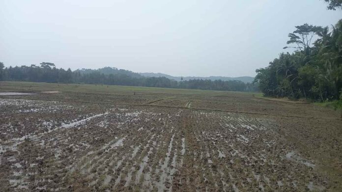 Petani mulai membajak sawah di Pangandaran
