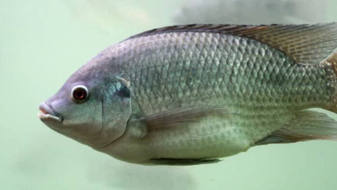 Cara Ternak Ikan Tilapia Mudah dan Menghasilkan