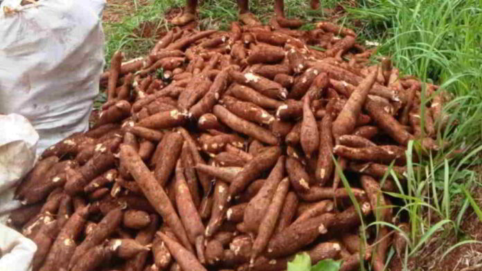 Harga Jual Singkong