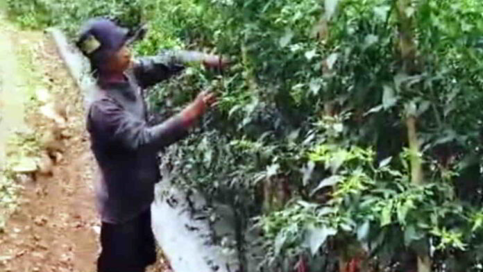 Harga Jual Cabai Keriting