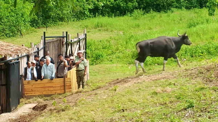 Banteng Jawa di Cagar Alam Pangandaran