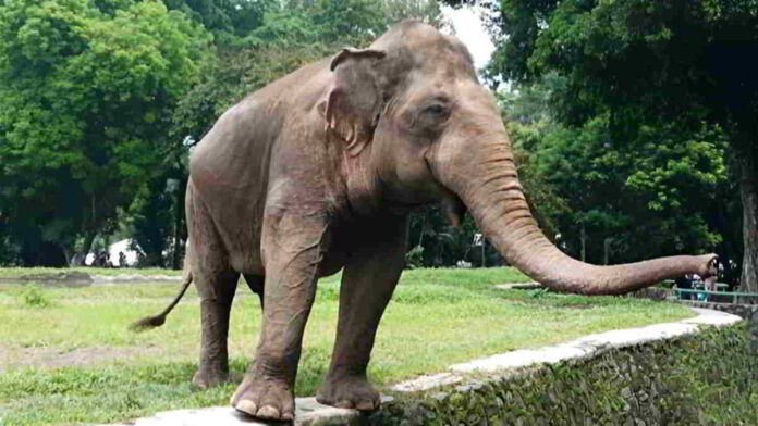 Hadapi Libur Nataru, Pengelola Taman Margasatwa Ragunan Jakarta Siap Manjakan Pengunjung