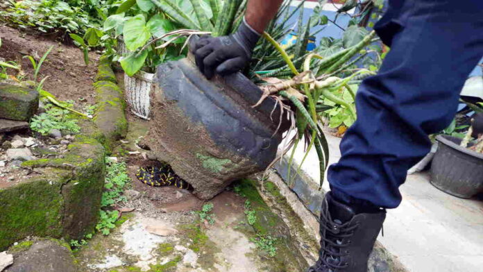 Heboh Ular Cincin Emas Muncul di SMPN 2 Pamarican Ciamis