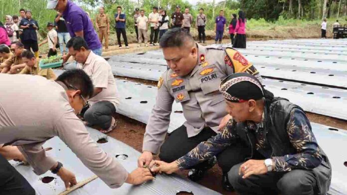 Ketahanan pangan cabai