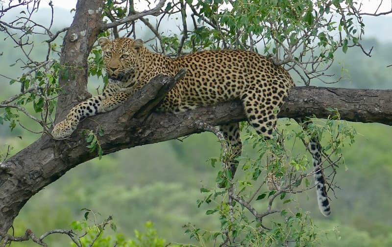 Hewan yang Hidup Menyendiri, Ada Macan Tutul Hingga Koala