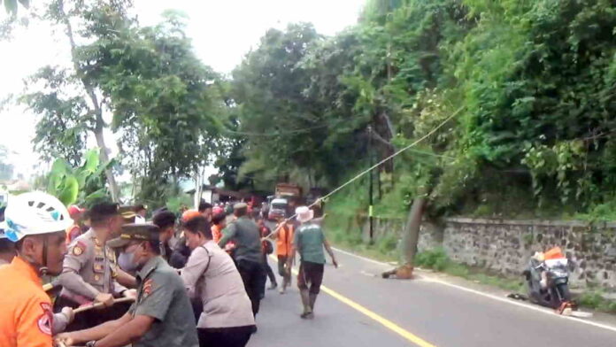 Pohon Tumbang di Cadas Pangeran Sumedang Saat Cuaca Cerah
