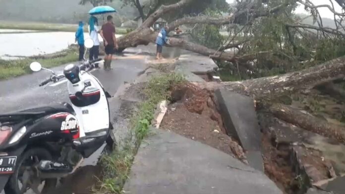 Pohon rungkad tutup akses jalan di Pamarican Ciamis