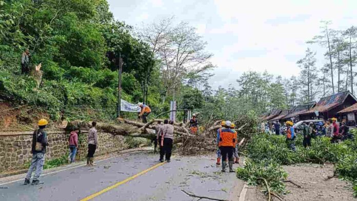 Penebangan Pohon Rawan Tumbang