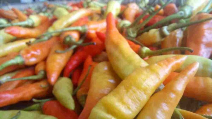 Cabai rawit pedas