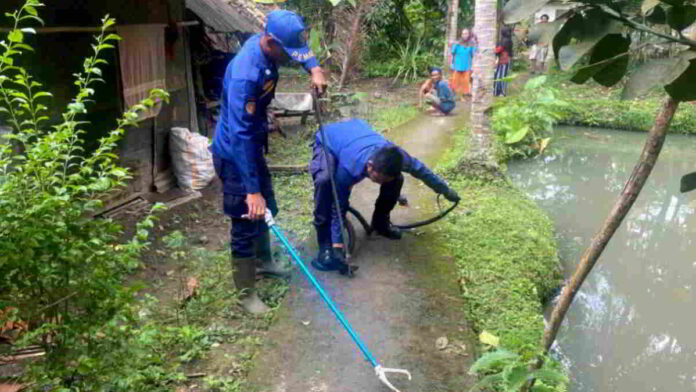 Ular Kobra Besar