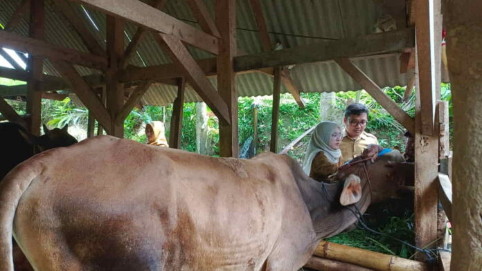 PMK Serang Sapi di Kabupaten Tasikmalaya