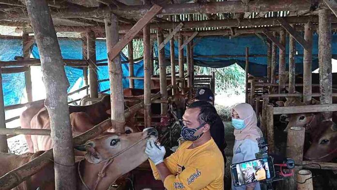 PMK sapi