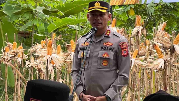 Panen Raya Jagung Hibrida di Ciamis